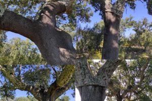 Cork Oaks