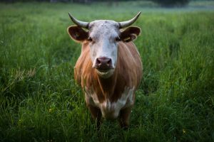 vacas