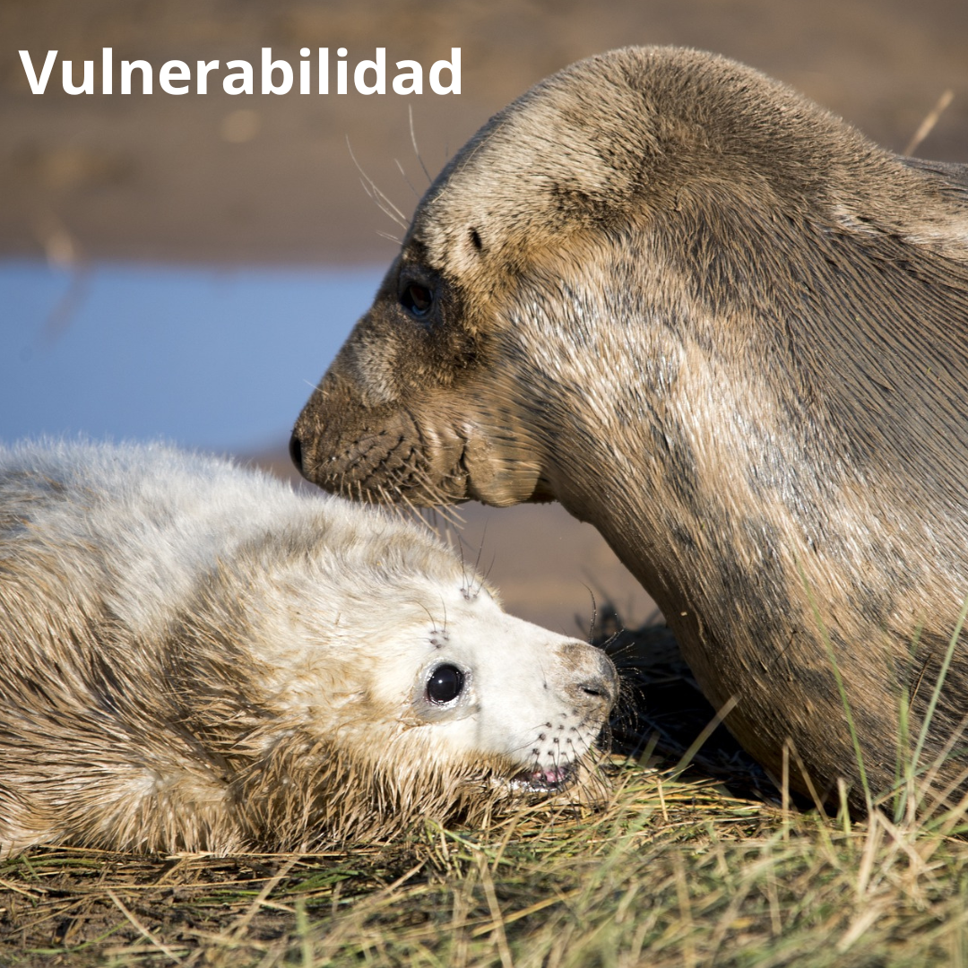 bebe foca con su madre
