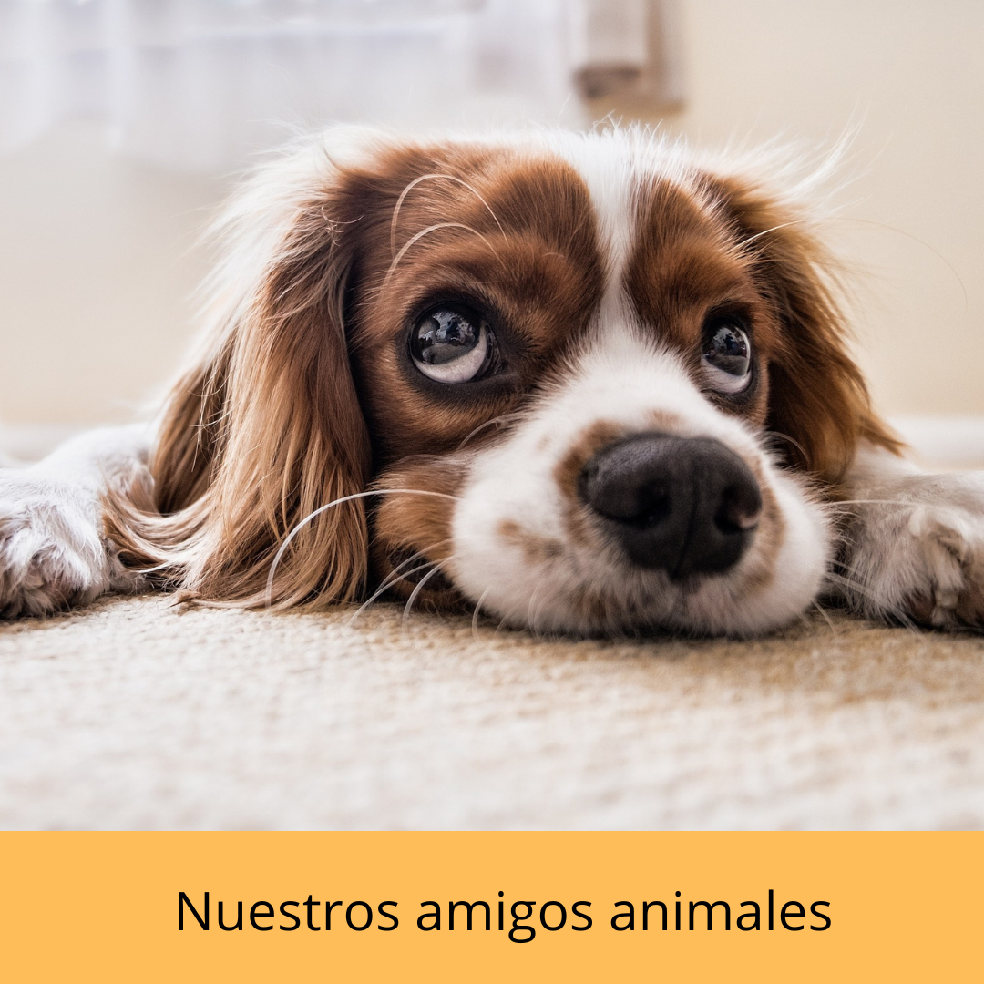 cachorro de perro