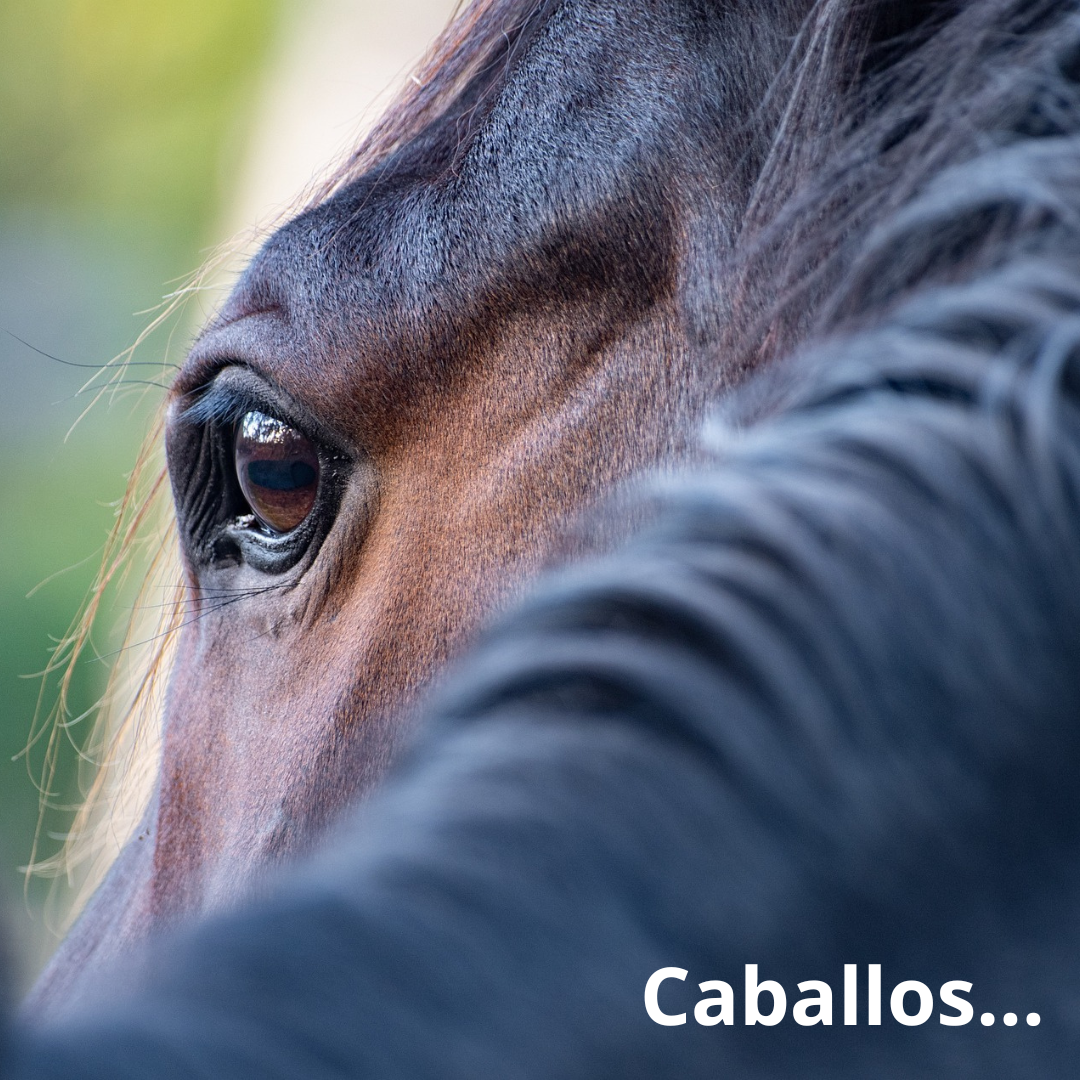 un caballo