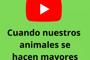 Cuando nuestros animales se hacen mayores