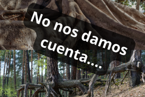 raices de árboles 'no nos damos cuenta'