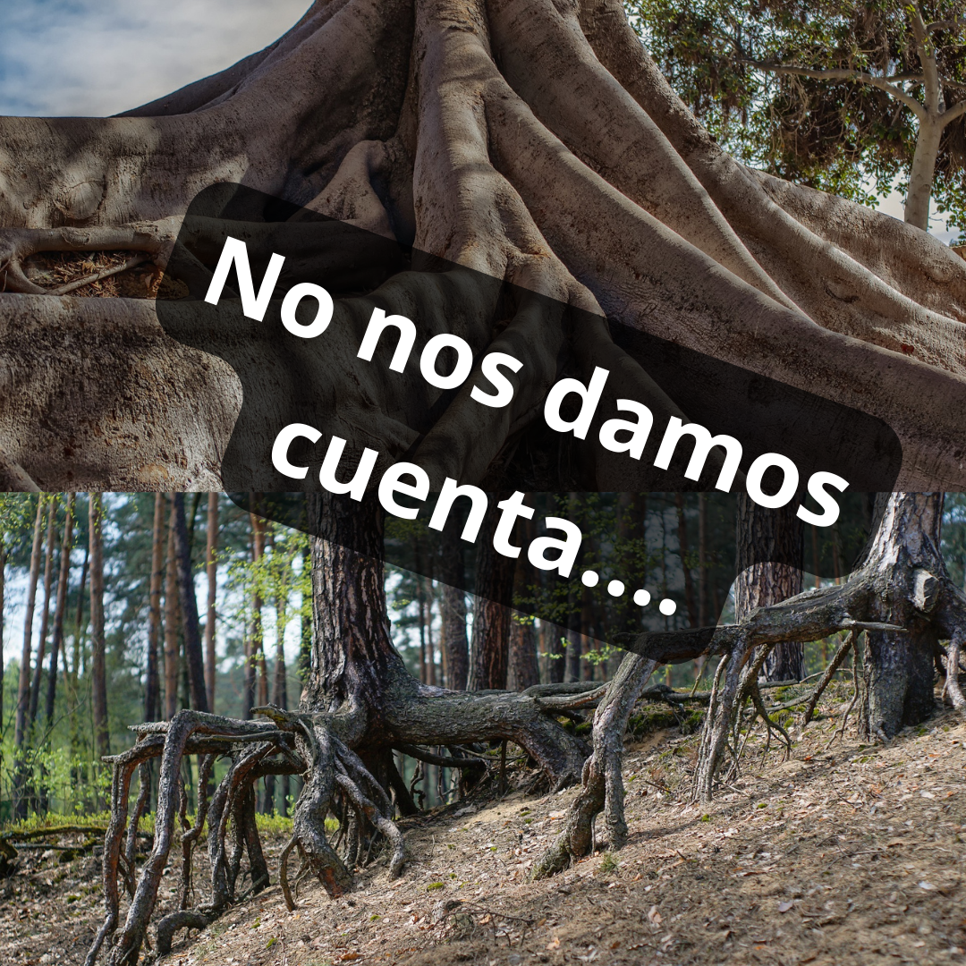 raices de árboles 'no nos damos cuenta'