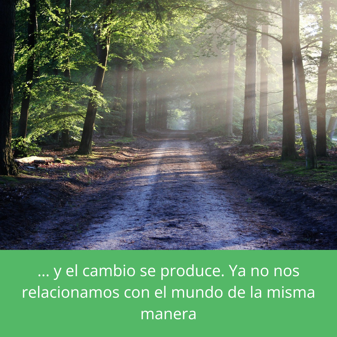 camino con árboles