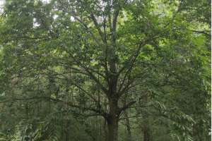 árbol grande