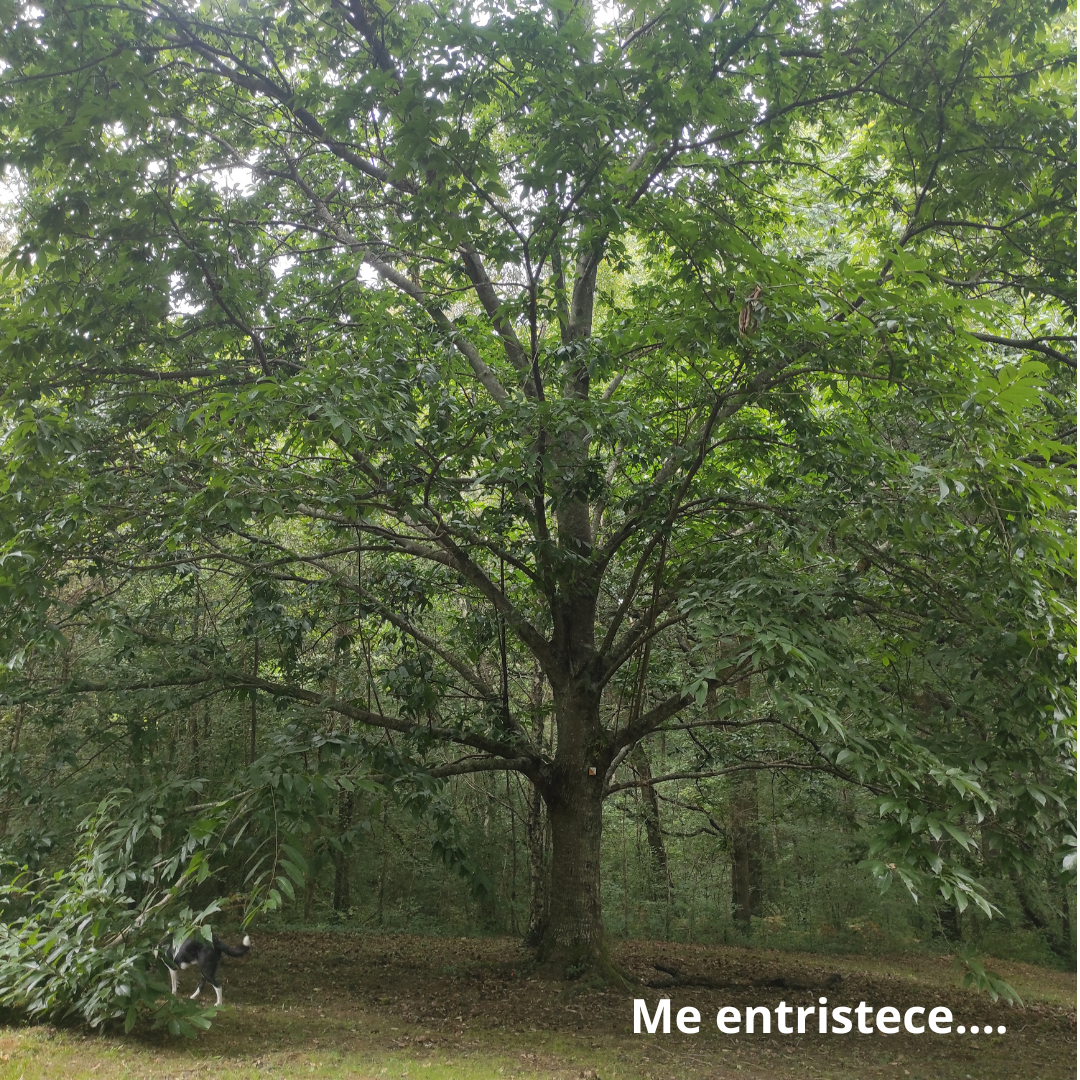 árbol grande