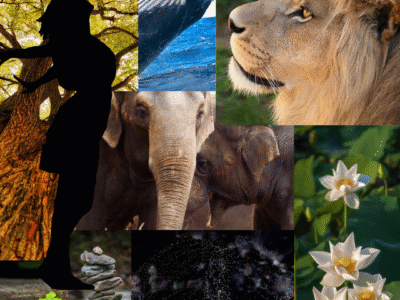 CURSO PRÁCTICO DE COMUNICACIÓN ENTRE ESPECIES