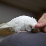 CURSO PARA REFORZAR EL VÍNCULO CON TU ANIMAL
