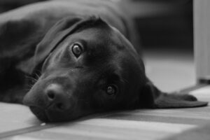 dog-3135777_1280