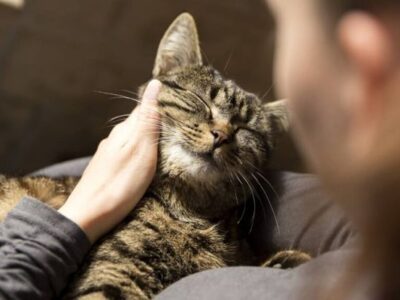 MASTER EN CASOS DE ANIMALES CON PROBLEMAS